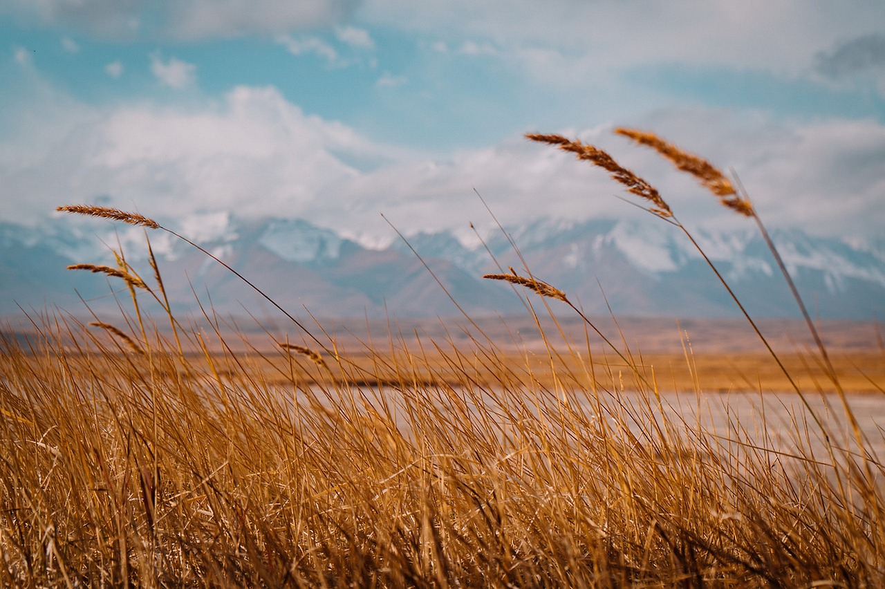 Image - landscape stem weed field