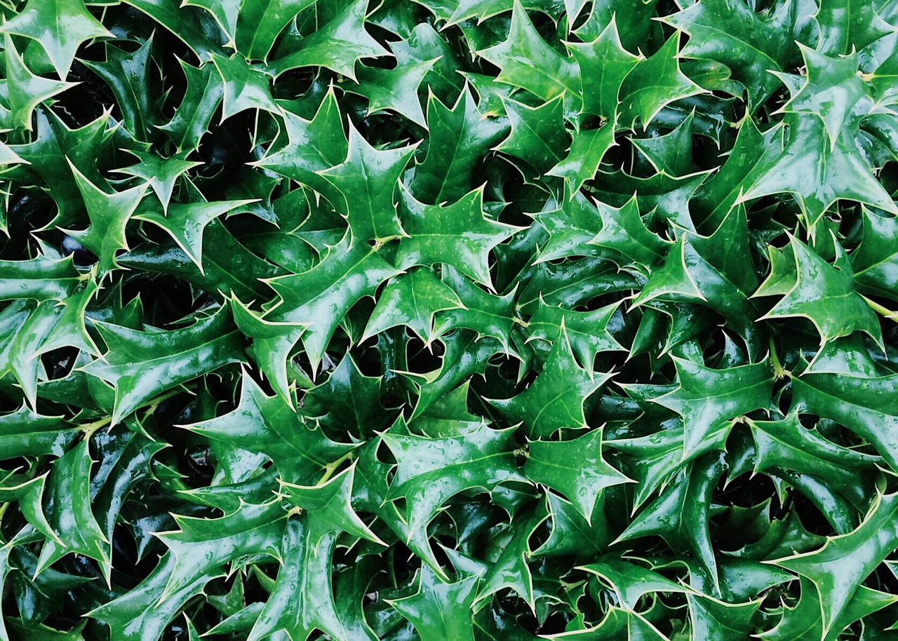 Image - holly holly bush plant nature