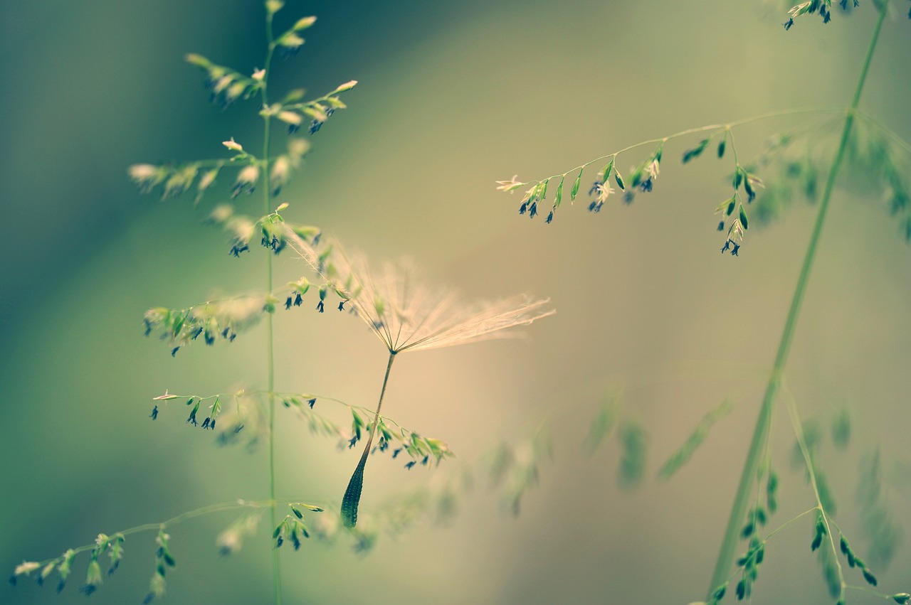 Image - nature grass seeds dandelion