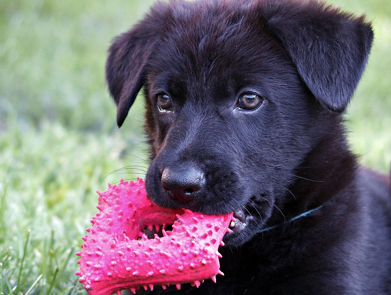 Image - black german shepherd kids head dog