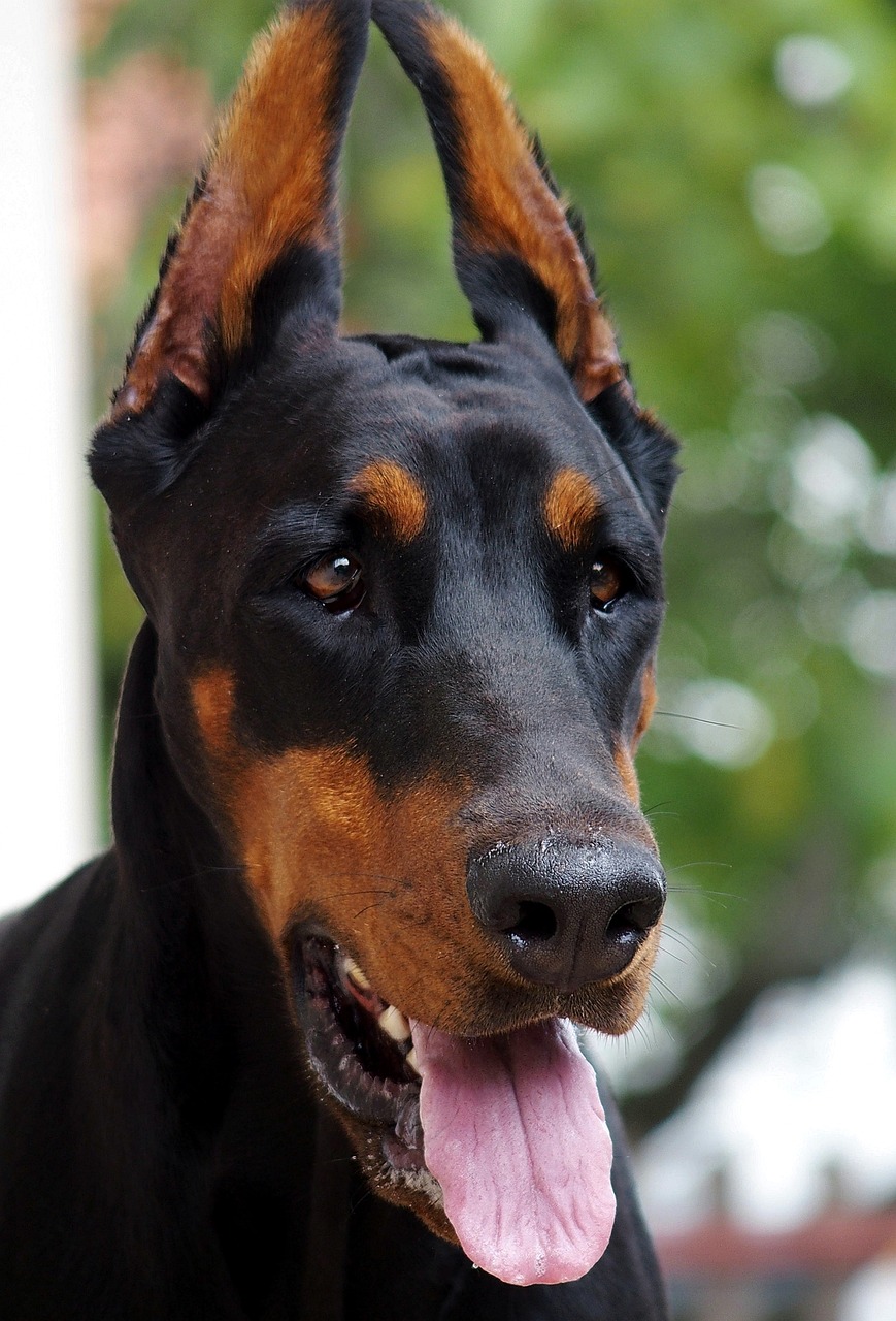 Image - doberman head dog portrait