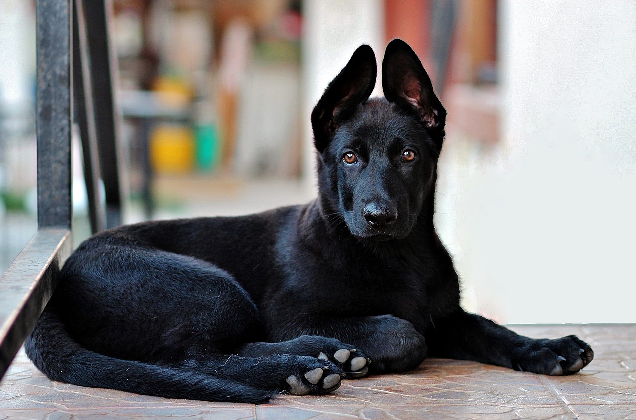 Image - black german shepherd puppy dog lie