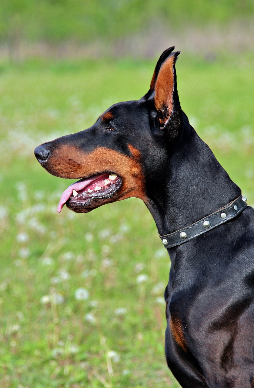 Image - doberman dog head beauty portrait