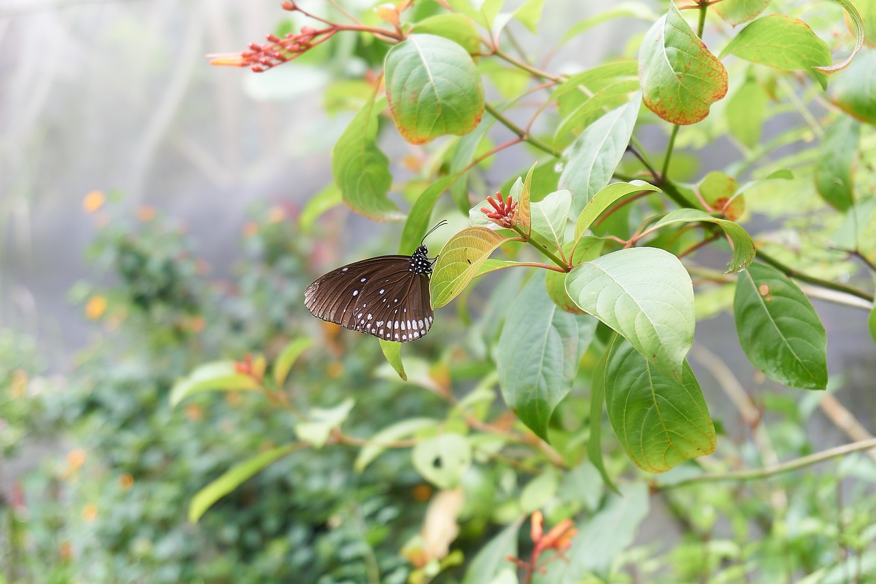 Image - butterfly black points insect