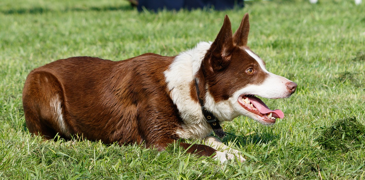 Image - dog border collie collie brown