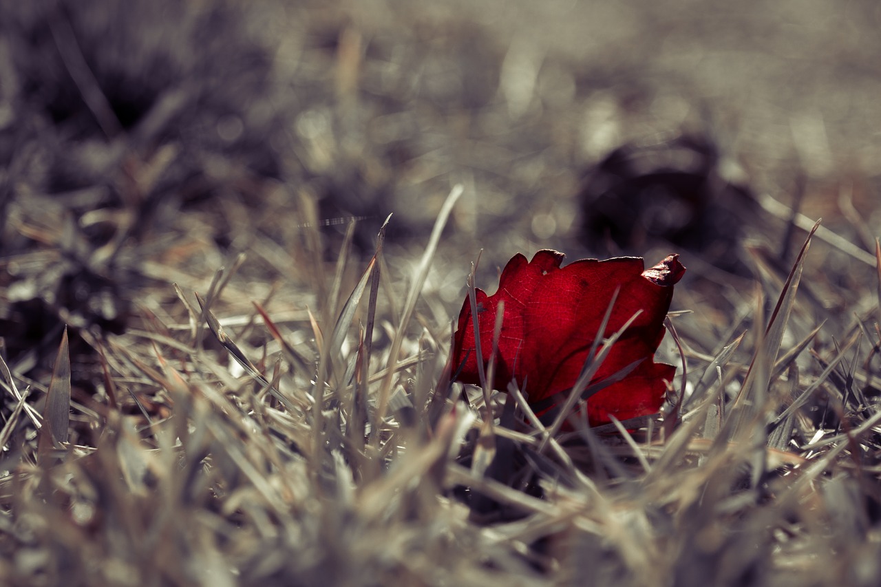 Image - grass leaves pool red color