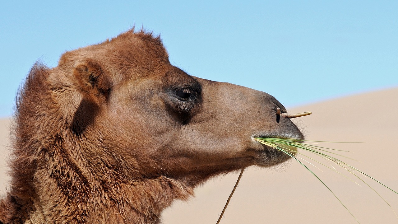 Image - mongolia camel eat desert