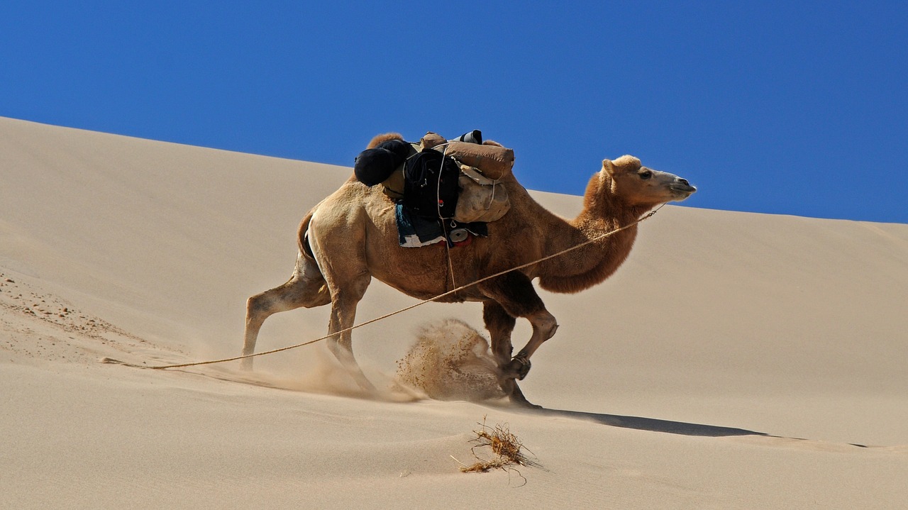 Image - mongolia desert camel dune