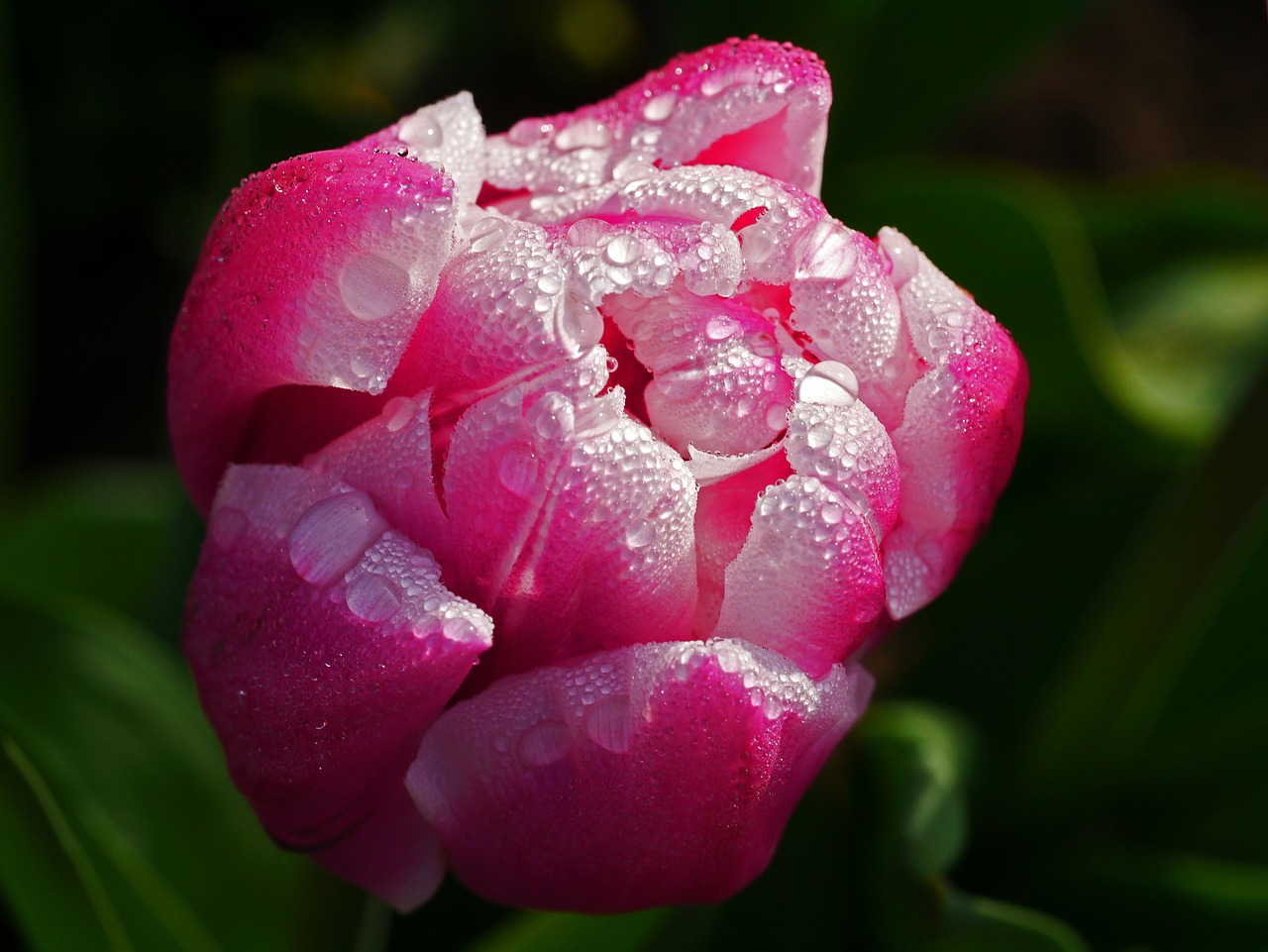 Image - tulip blossom bloom morgentau