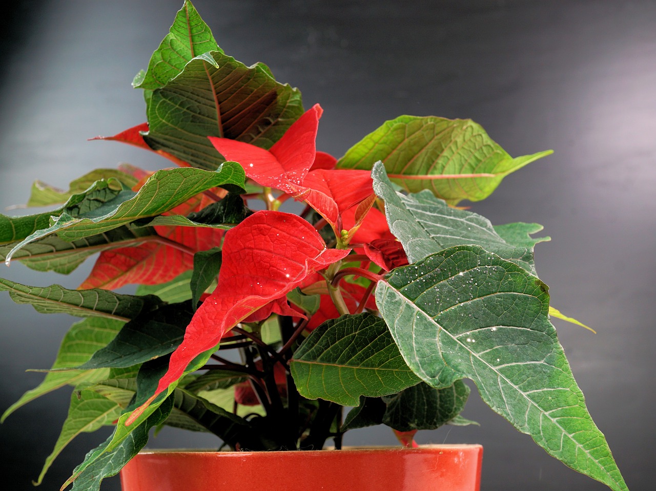 Image - poinsettia adventsstern advent star