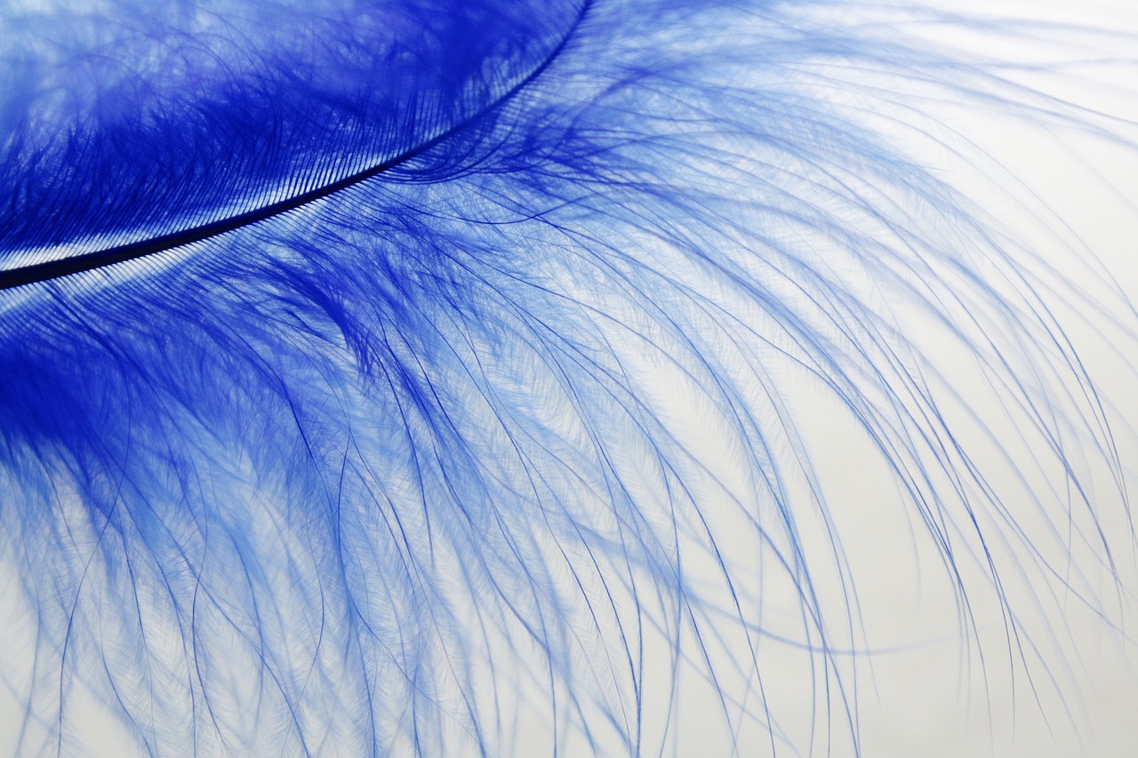 Image - feather blue colored