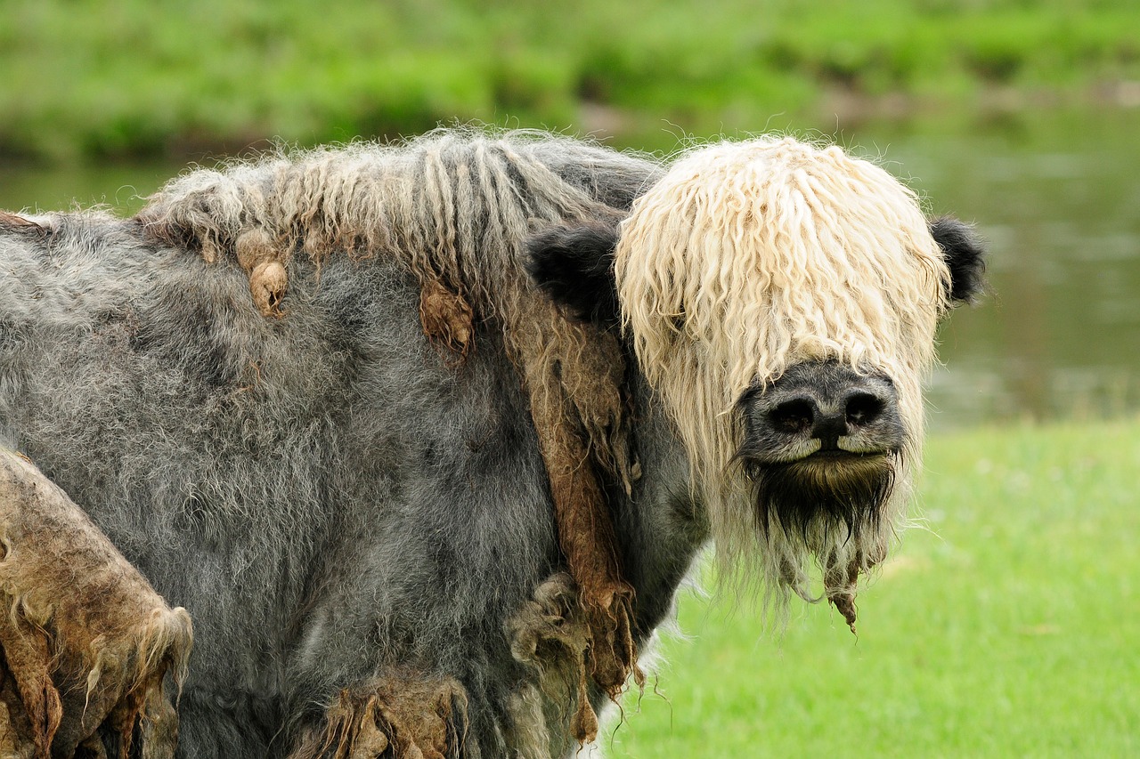 Image - mongolia yak animal wild