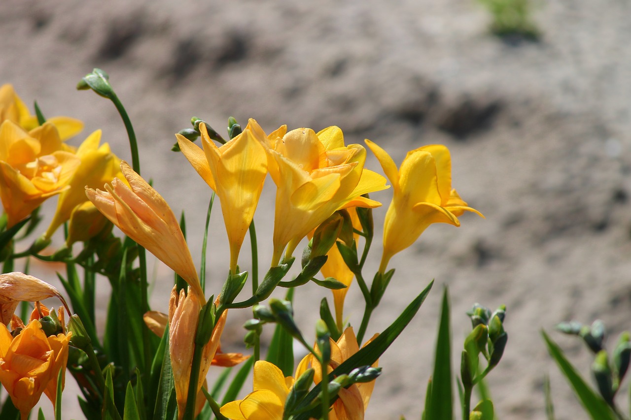 Image - freesia schnittblume flower blossom