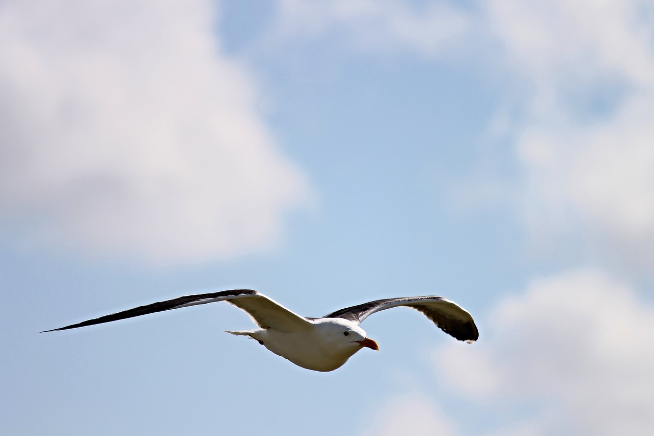 Image - seagull fly flight water bird bird