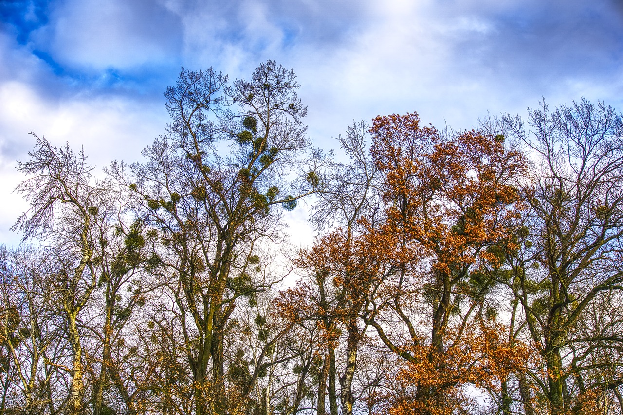 Image - trees canopy clouds mood nest