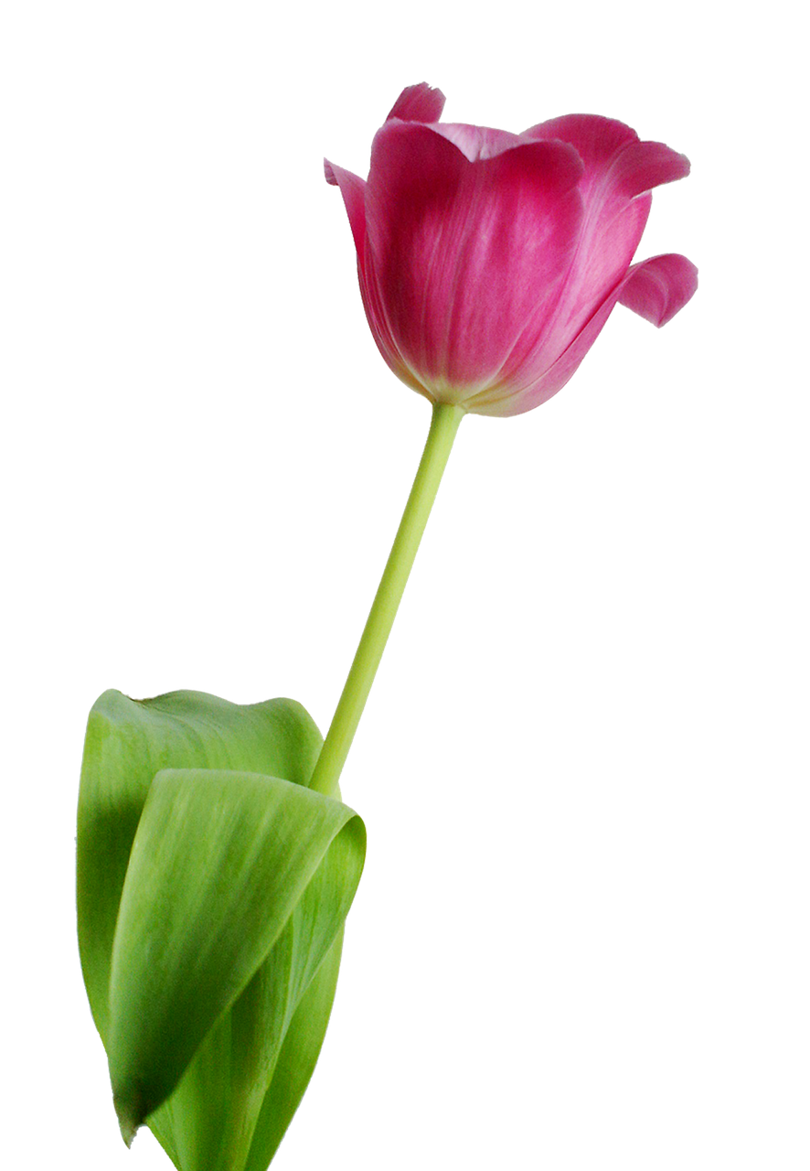 Image - tulip flower rosa nature