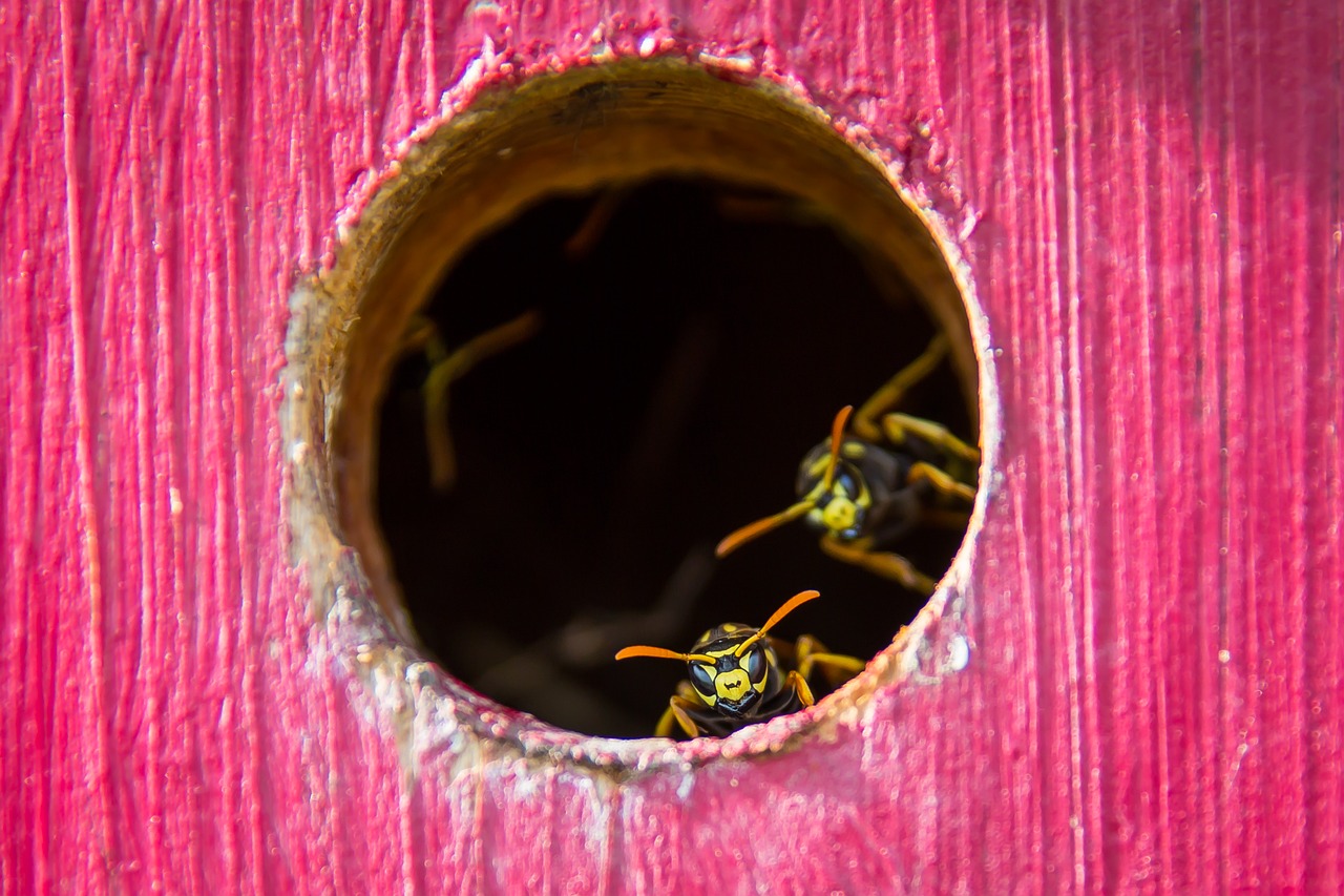 Image - wasp the hive insect nest animal