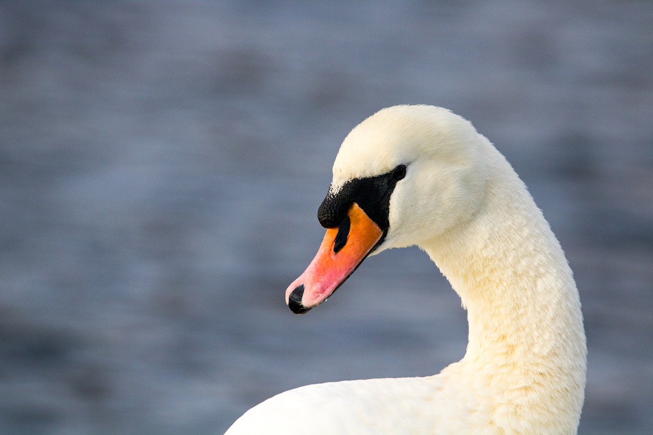 Image - looking swan water