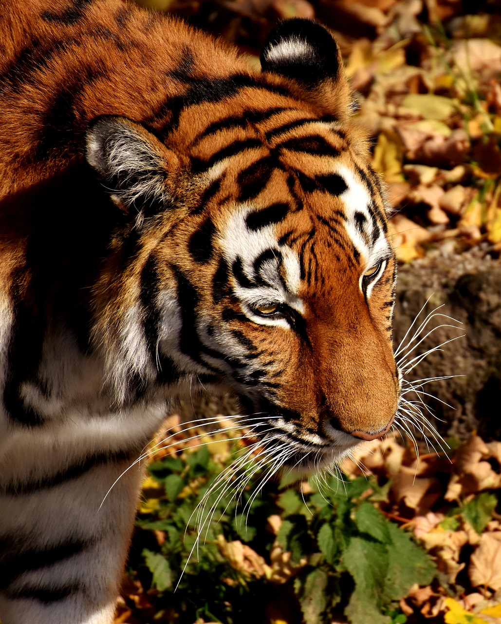 Image - tiger predator lurking fur