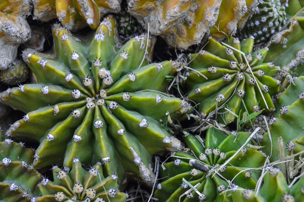 Image - cactus desert plant thorns skewers