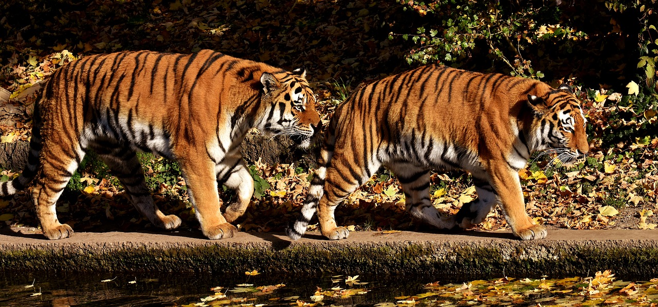 Image - tiger predator pair fur beautiful