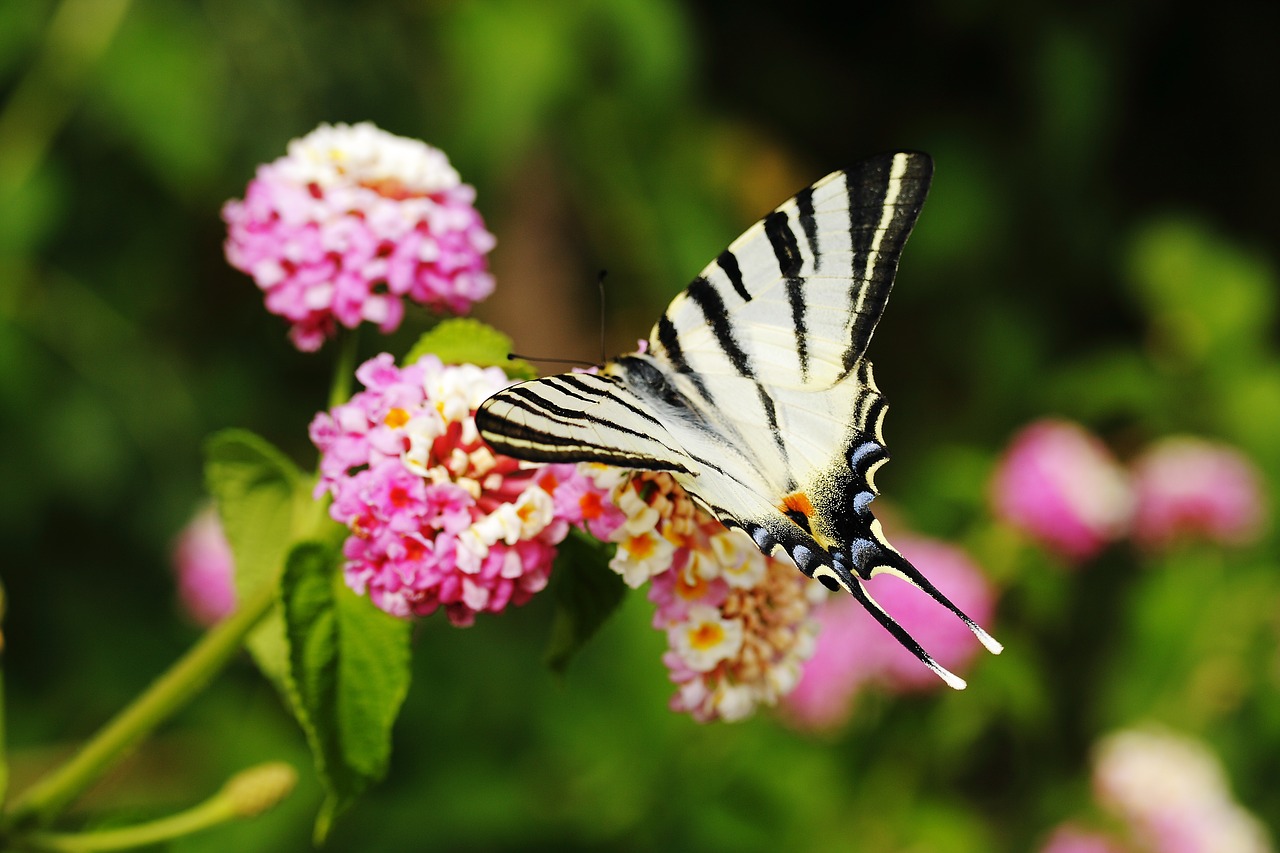 Image - butterfly animal wing fly