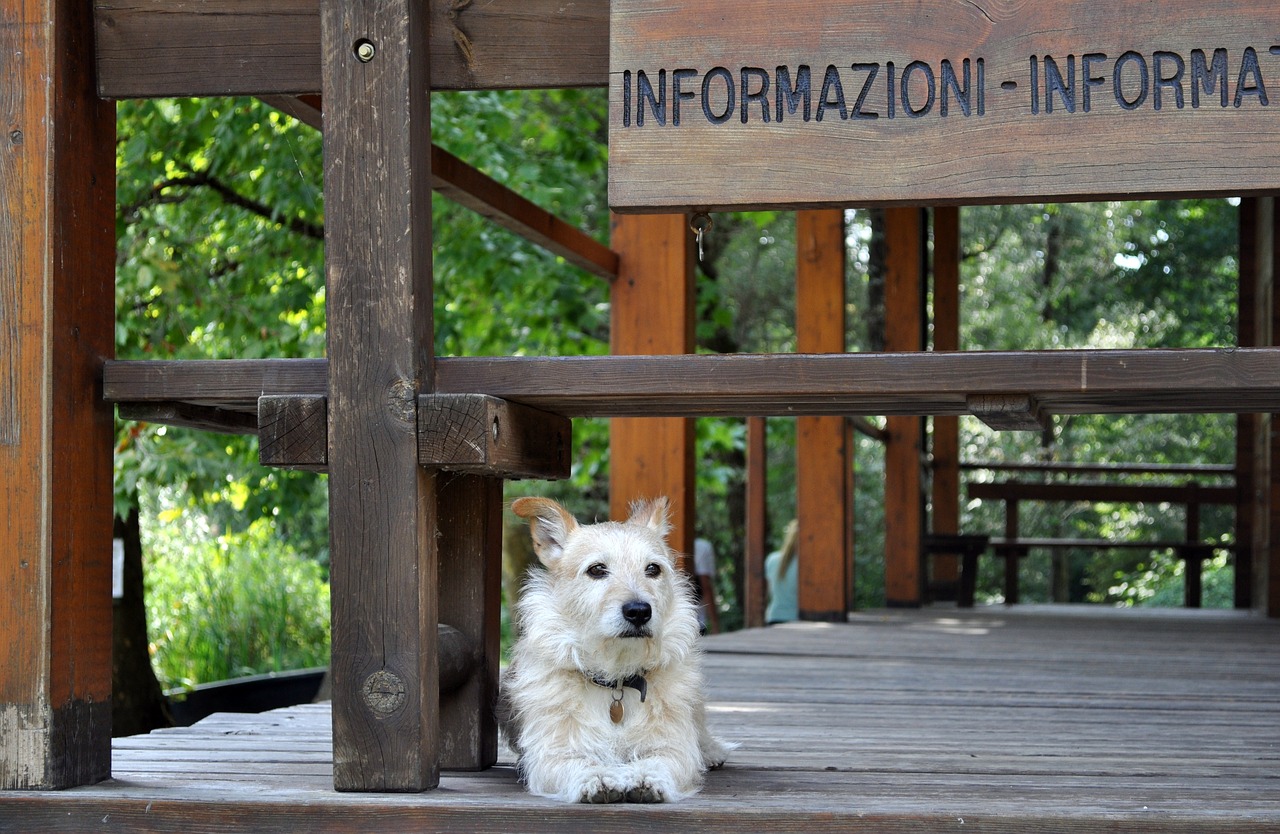 Image - dog reception guardian dog model