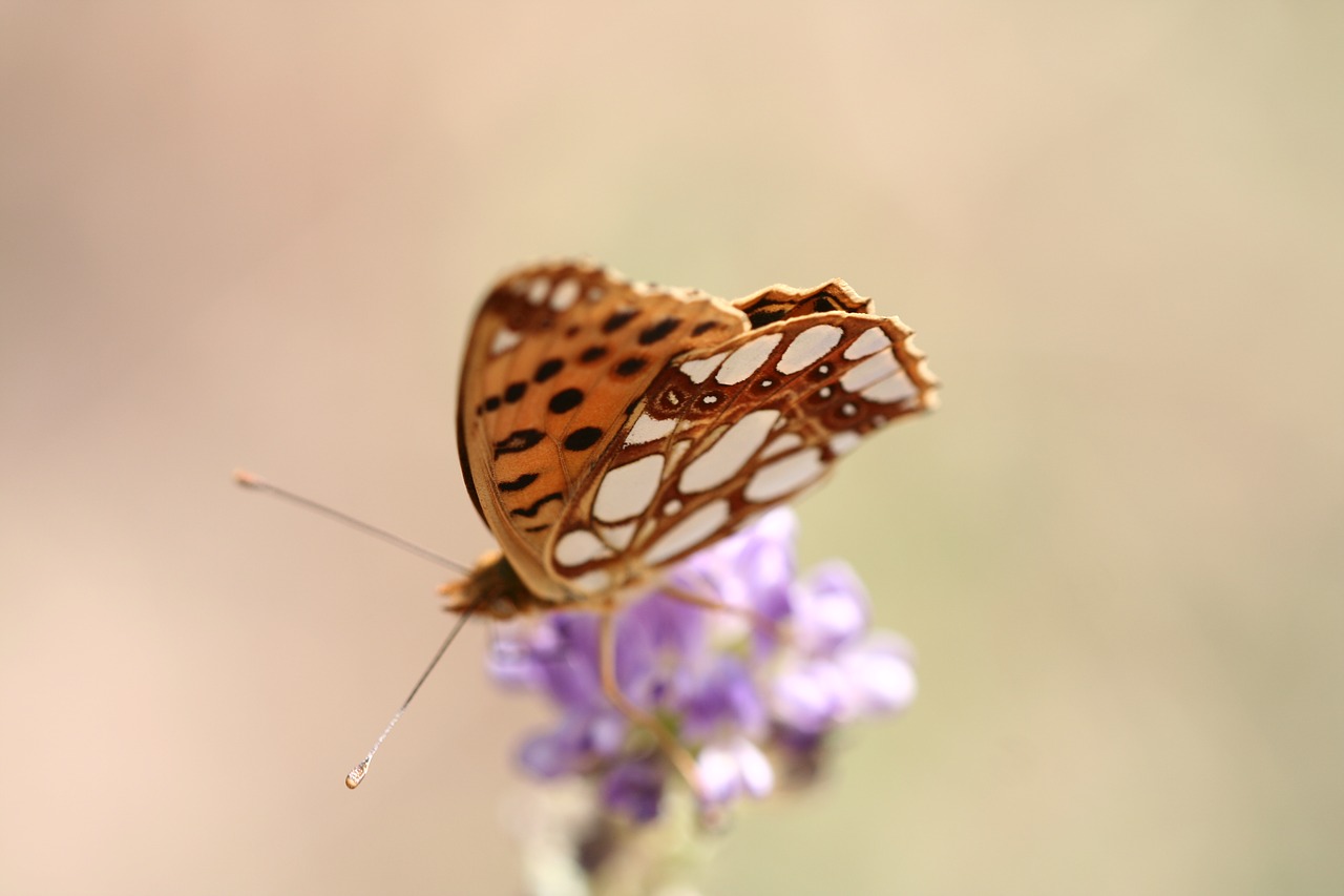 Image - butterfly animal wing fly