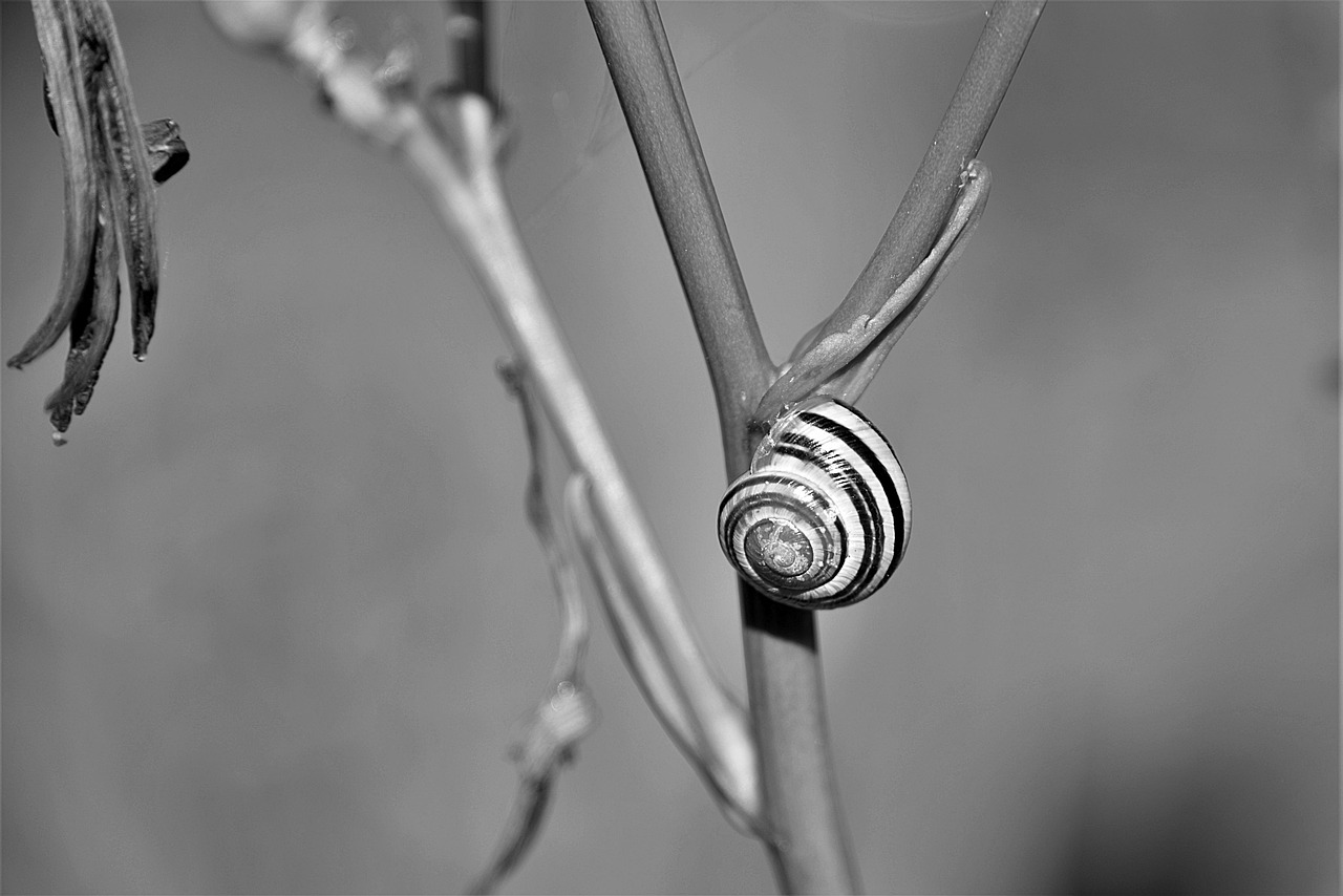 Image - snail shell s w garden snail