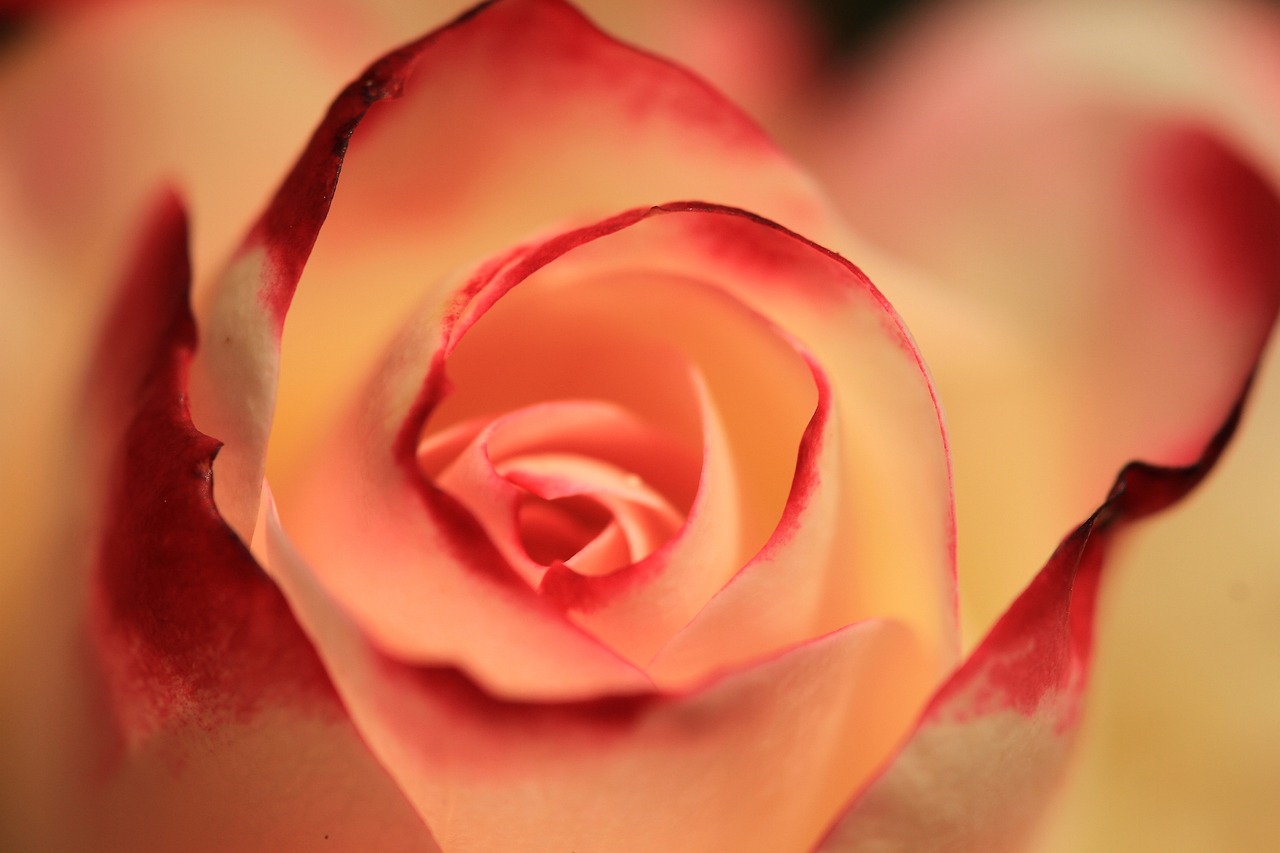 Image - rose orange rose blossom bloom