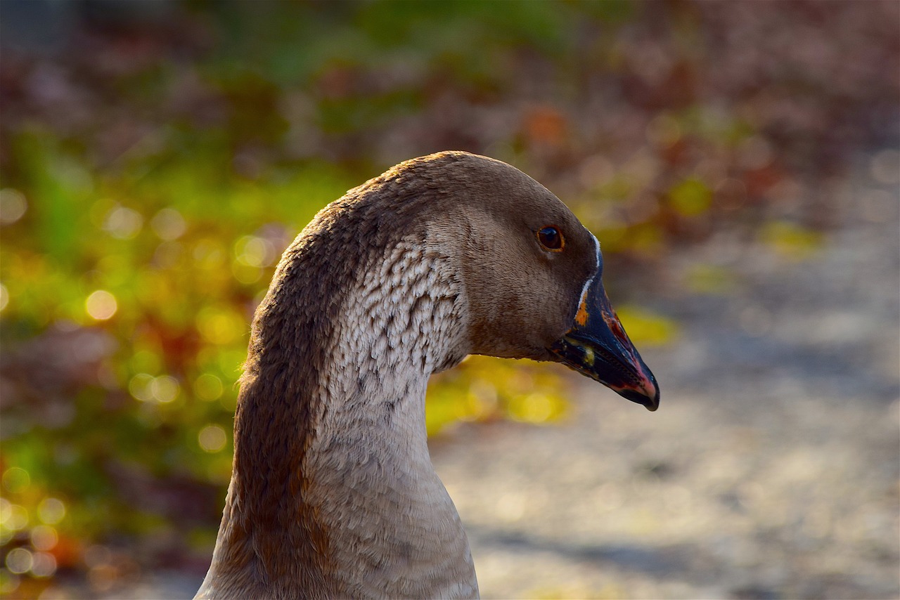 Image - goose profile face portrait bill