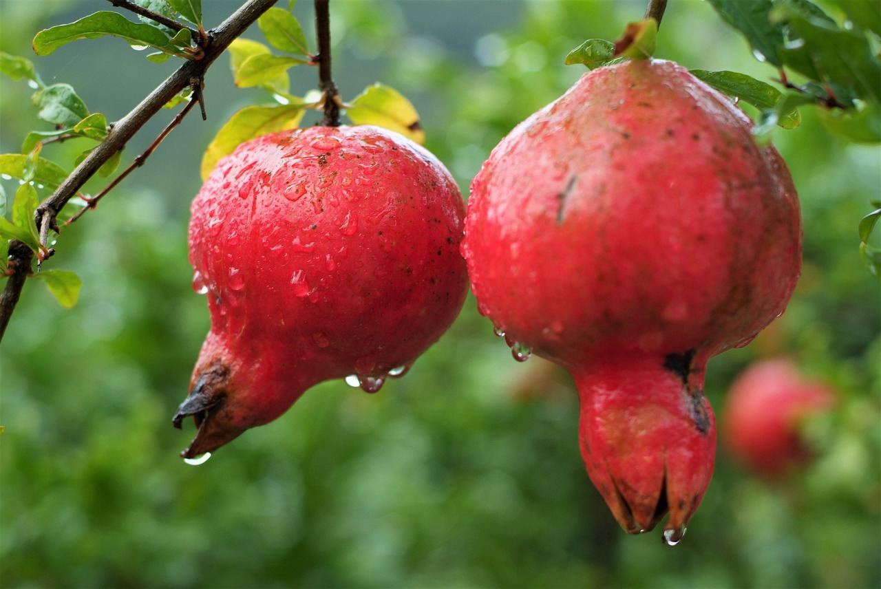 Image - fruit pomegranate estrogen nature