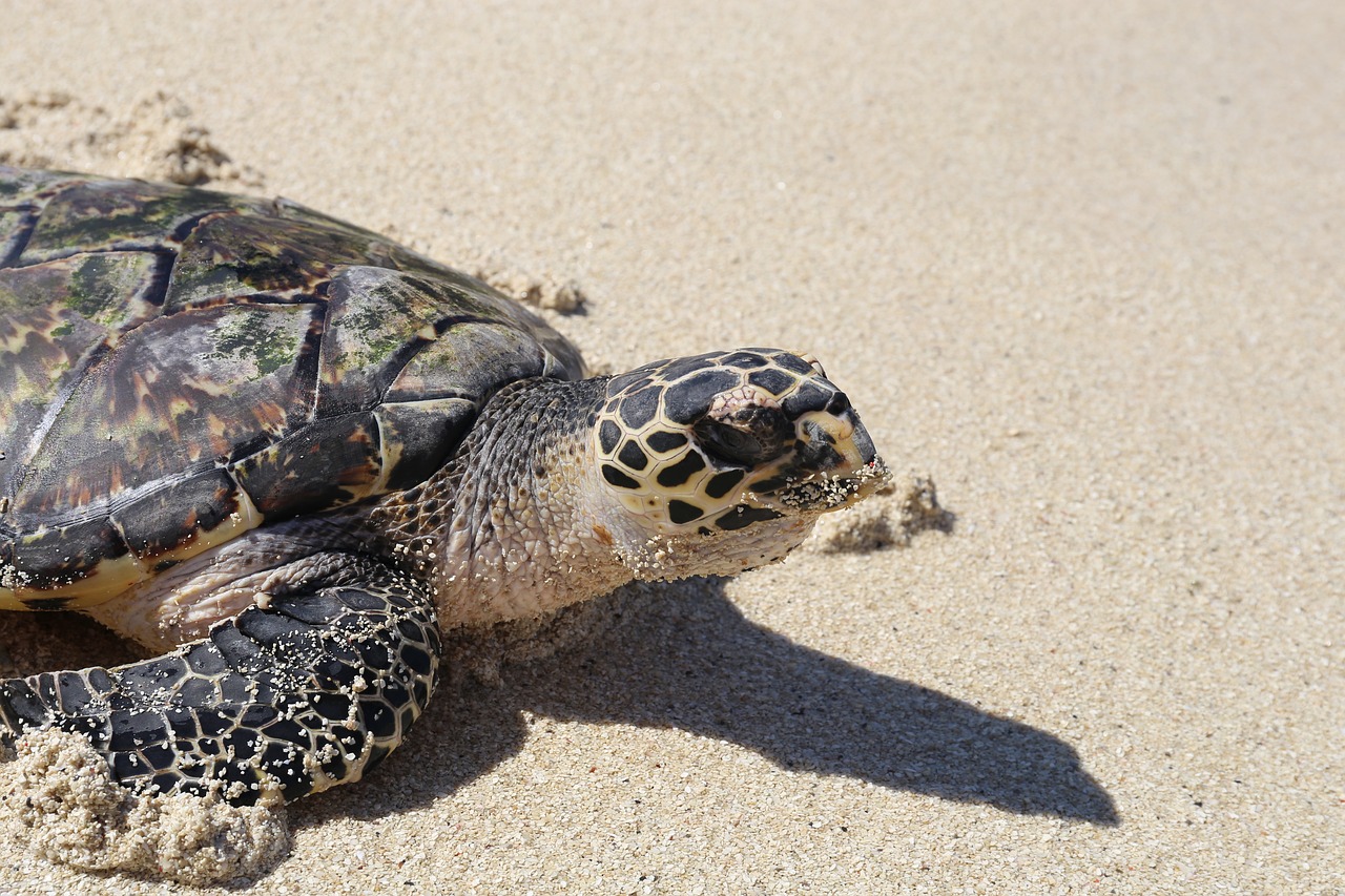 Image - turtle beach sand fiji