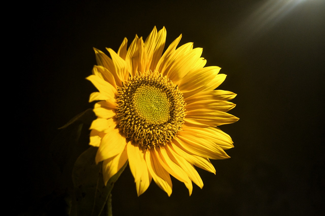 Image - flowers sun yellow outside black