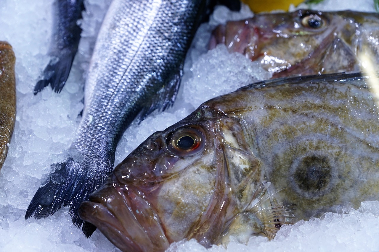 Image - fish dori dorado delicious water