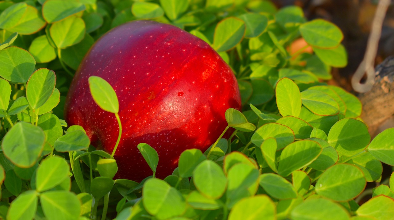 Image - apple red apple malus pomaceous