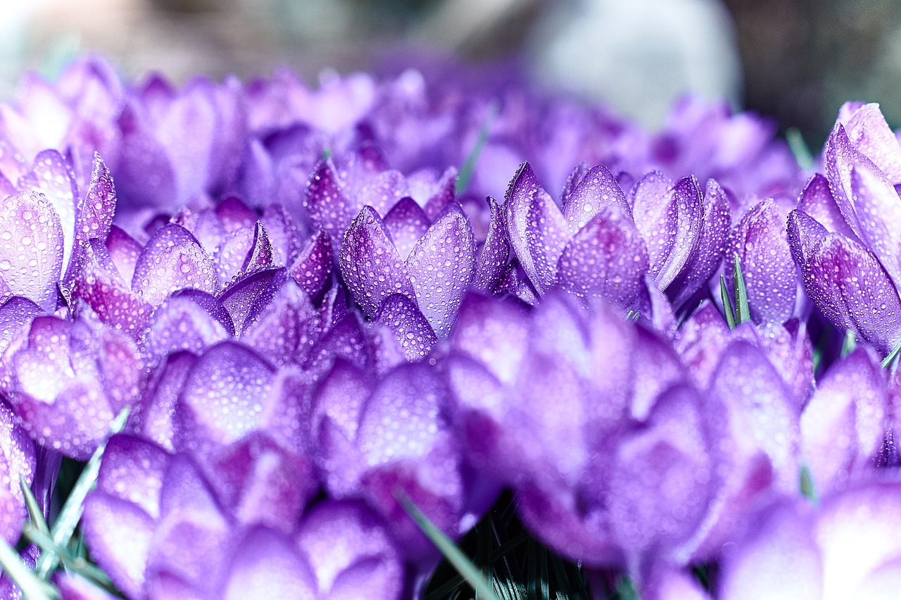 Image - flower crocus spring spring flower