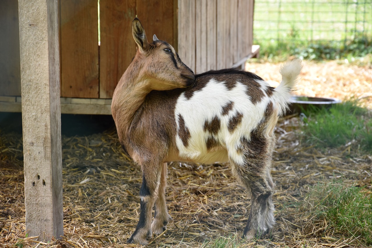 Image - goat animal domestic cabris goats