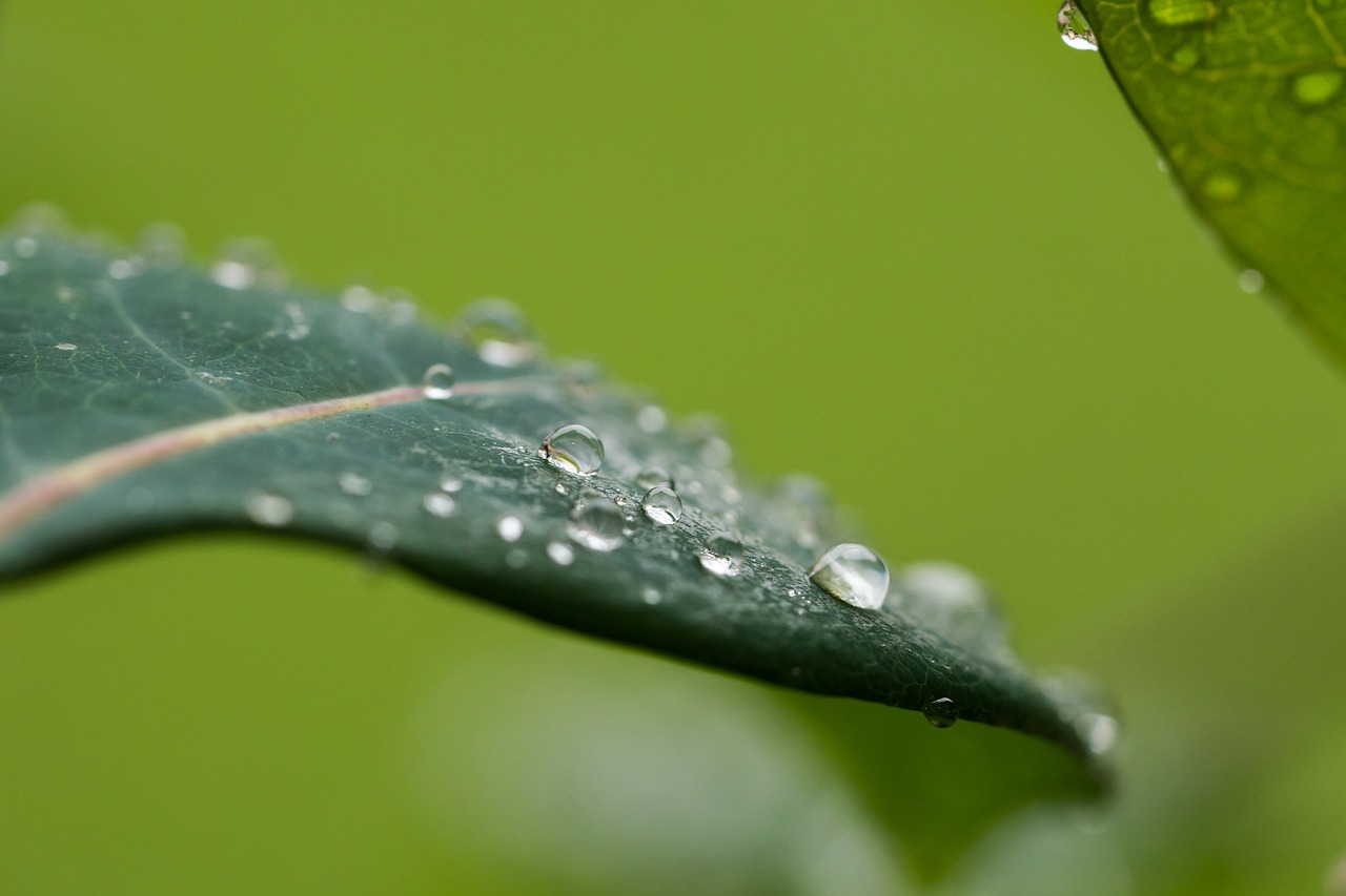 Image - drip rain leaf macro wet raindrop