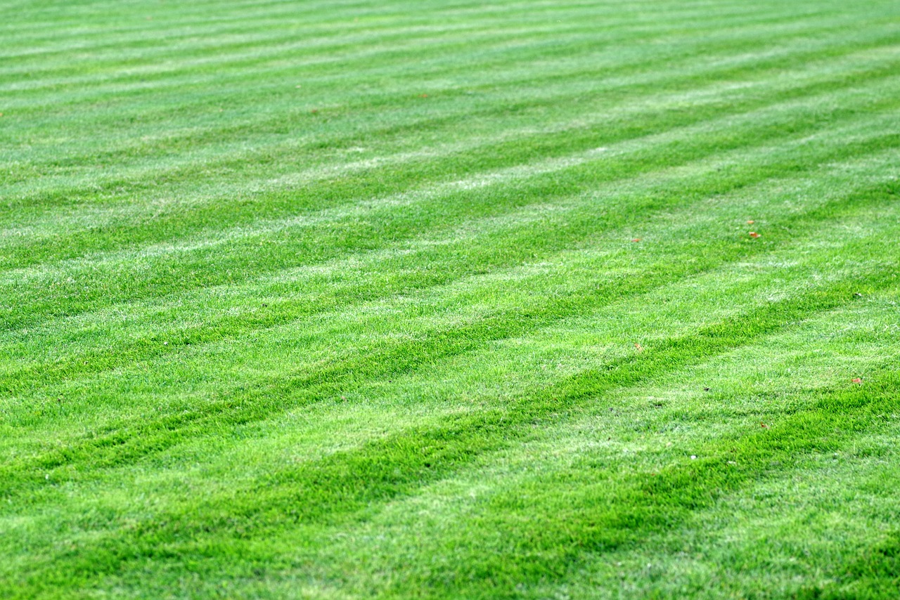 Image - grass meadow lawn green skoszone