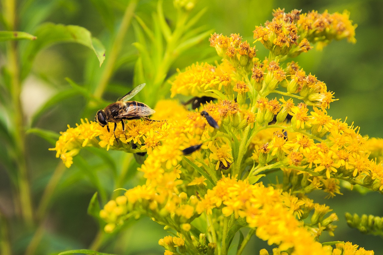 Image - insect yellow flowers elder