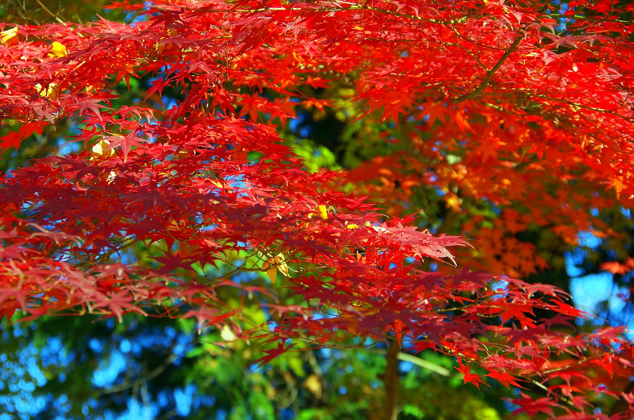 Image - maple autumn autumnal leaves japan