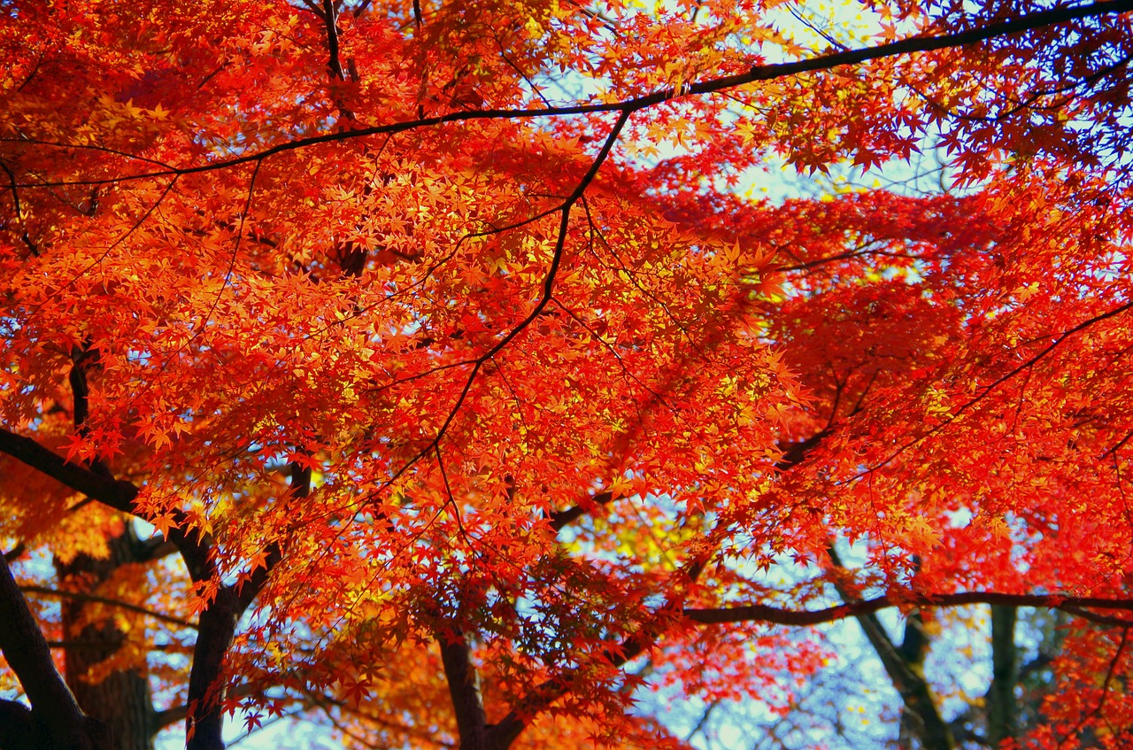 Image - maple autumn autumnal leaves japan