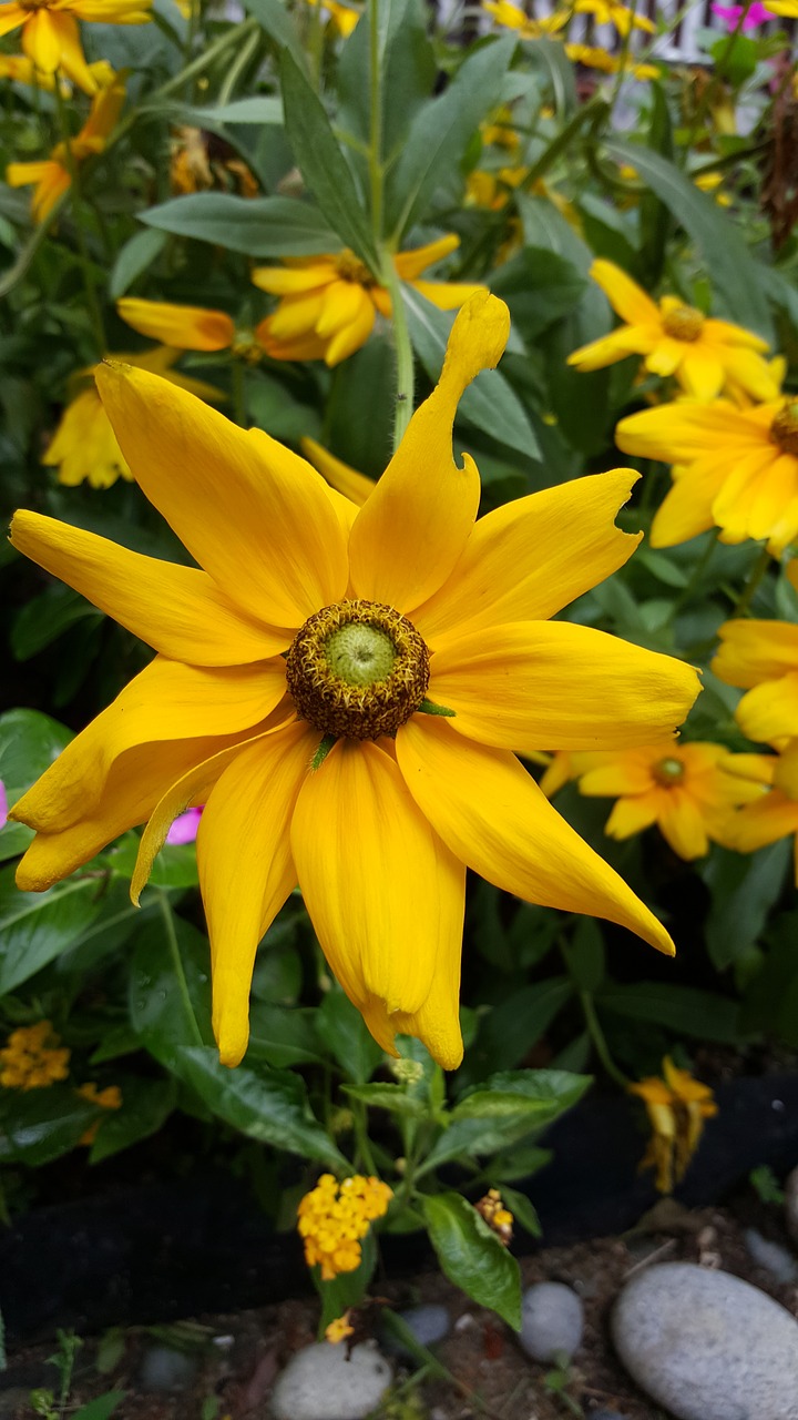 Image - yellow flower flora yellow spring