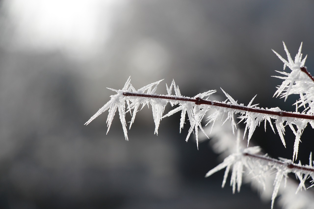 Image - icicle frost winter cold wintry