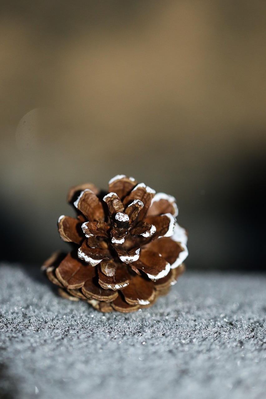 Image - pinecone snow nature winter