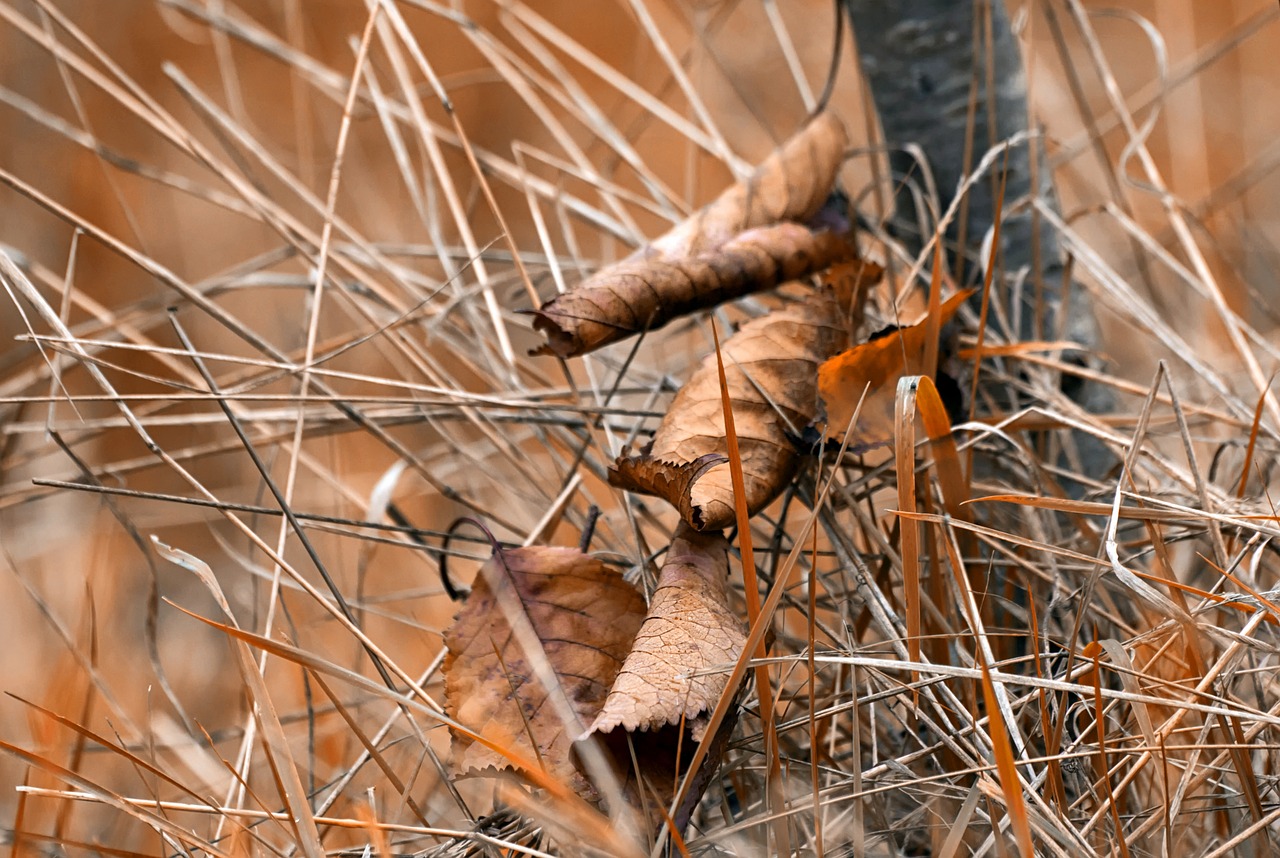 Image - fall leaf autumn leaves dead leaf