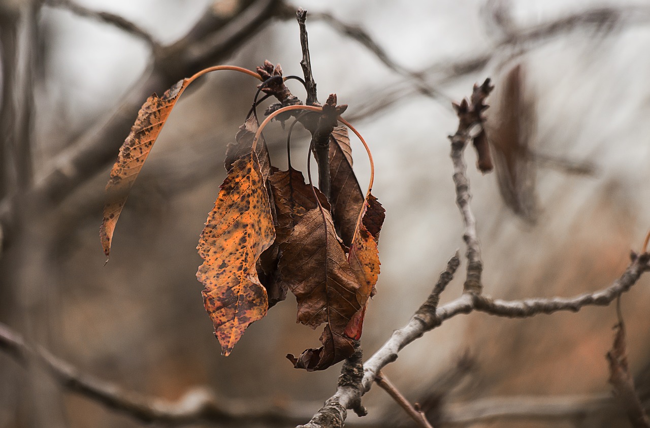 Image - fall leaf autumn leaves dead leaf