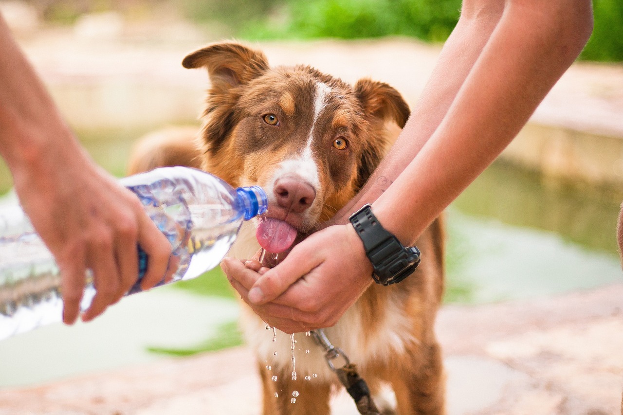 Image - dog helping dog thirsty dog animal