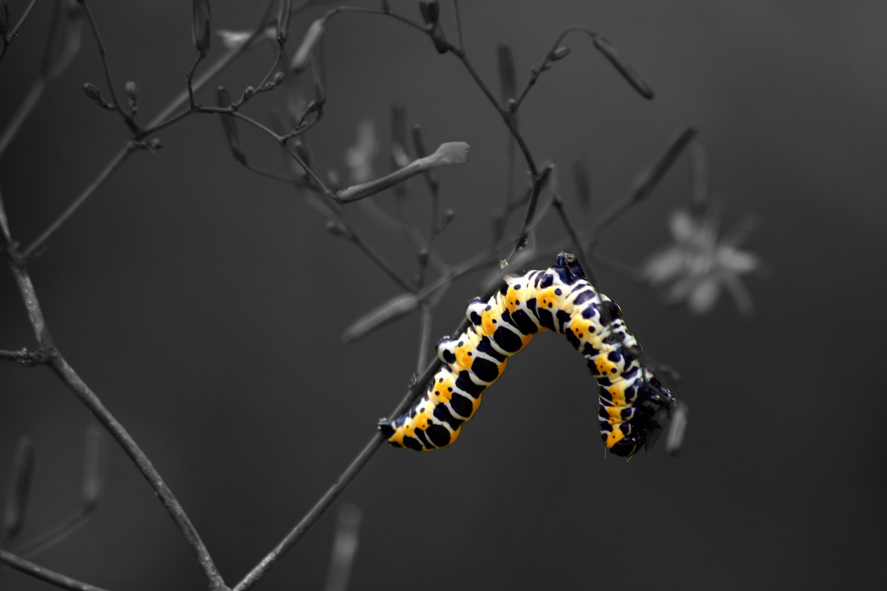 Image - caterpillar nature macro meadow